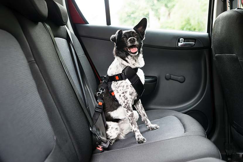 Pes na zadní sedačce auta