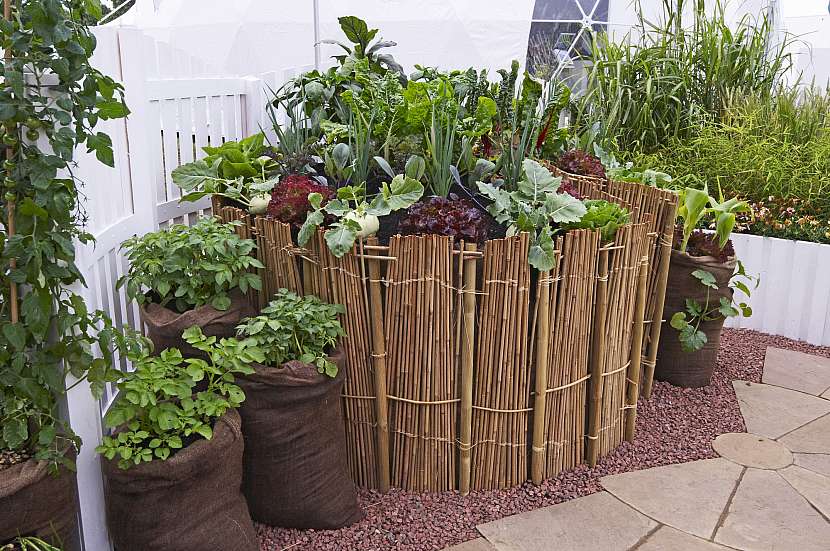 Brambory na balkoně či terase pěstovat lze, vyžadují ale velkou nádobu nebo pytel s úrodnou zemí (Zdroj: Depositphotos)