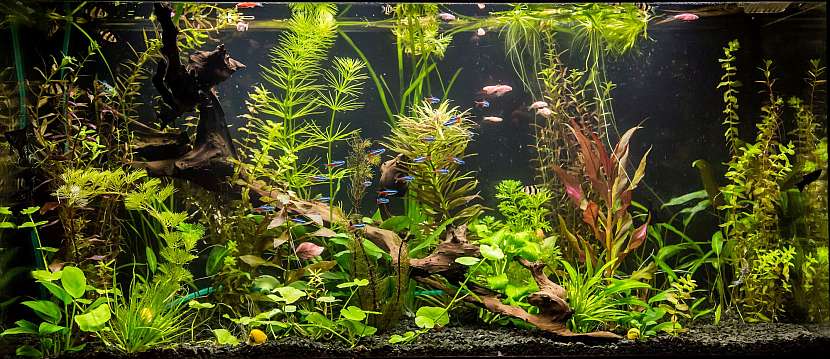 Rostlinami osázené akvárium