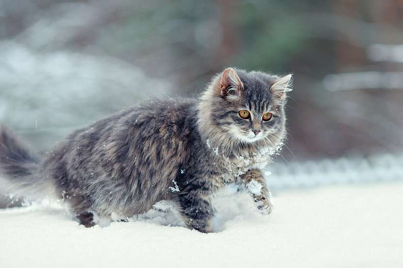 Kočka si v zimě
