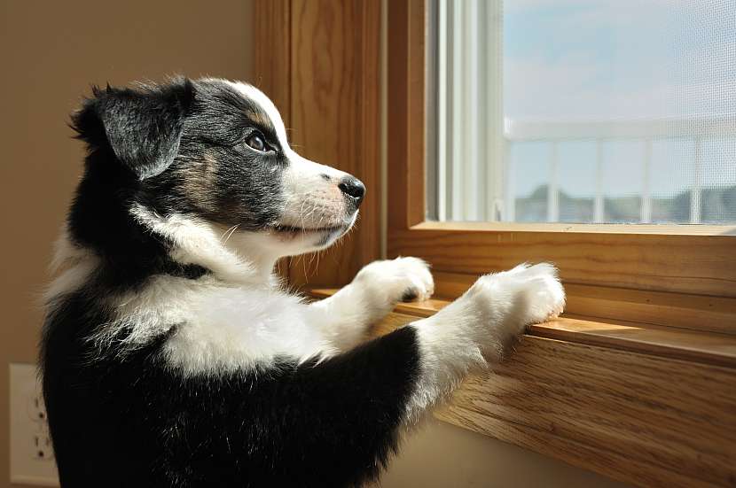 Necháváte doma psa často dlouho samotného? (Zdroj: Depositphotos (https://cz.depositphotos.com))