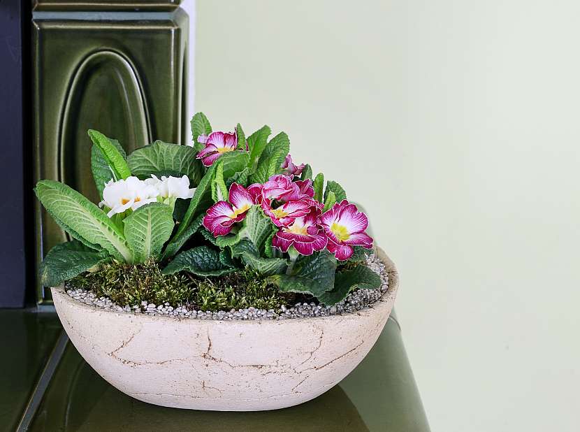 Ozdobte si stůl jarní květinovou dekorací z primulek (Zdroj: Depositphotos (https://cz.depositphotos.com))