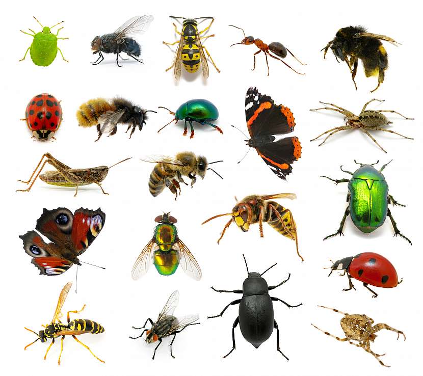Mnohdy si ani neuvědomíme, že spousta hmyzu okolo nás patří mezi nepůvodní druhy