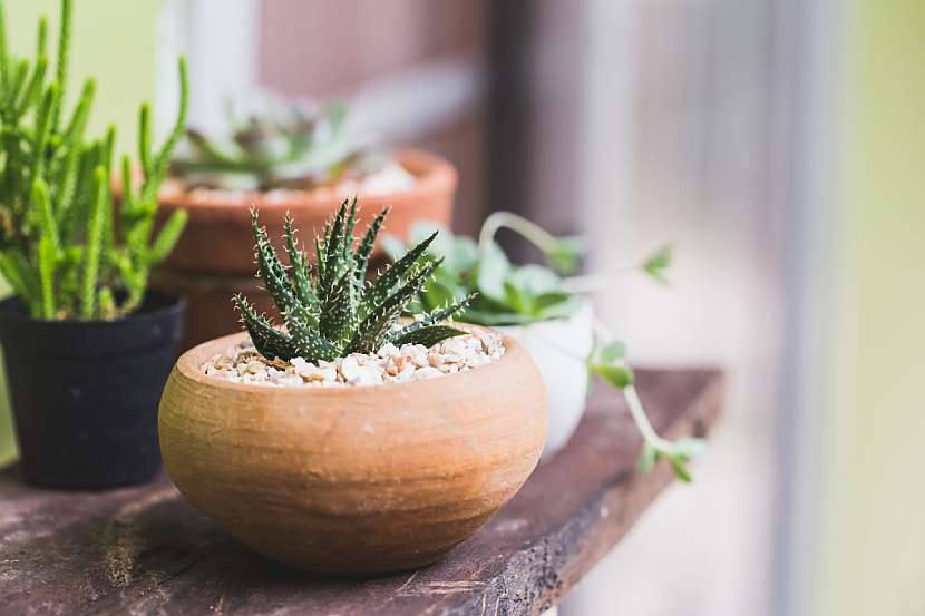 Aloe patří mezi sukulenty, hodí se i k lidem, kteří na pravidelnou zálivku pravidelně zapomínají.