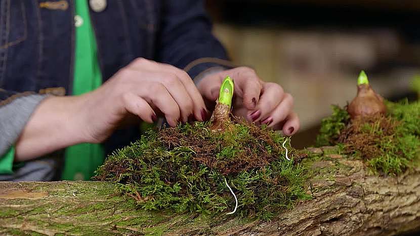 Do mechu uložíme drobnokvěté jarní cibuloviny