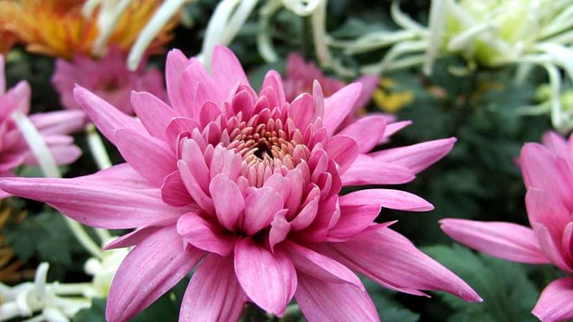 Předpověď počasí a zahrada: chryzantémy neboli listopadky (Chrysanthemum )