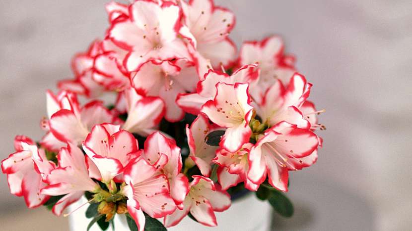 Nejkrásnější vánoční květiny: azalka (Rhododendron simsii)