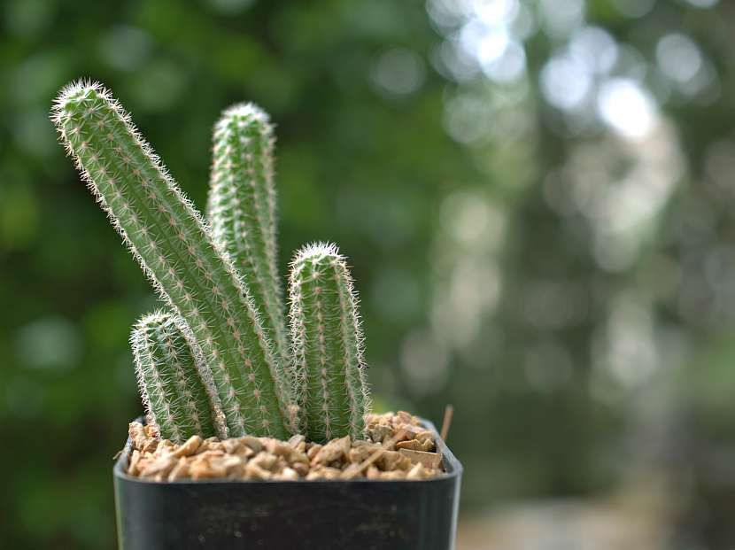 Naklonění kaktusu může být způsoben nedostatkem světla