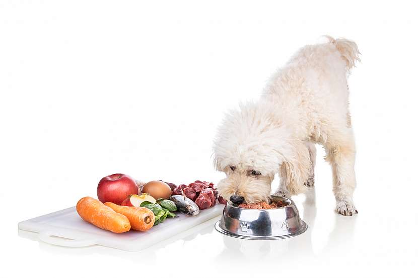 Pestrá strava dodá vašemu psovi živiny a zlepší jeho imunitní systém