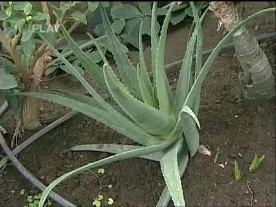 Využití aloe vera