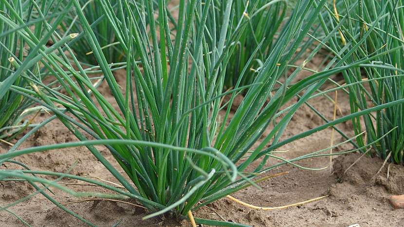 Pažitka pobřežní (Allium schoenoprasum): odrůda Bohemia