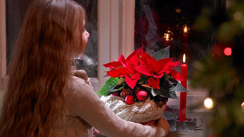 Co dělat, aby vánoční hvězda vydržela co nejdéle krásná? (Zdroj: Stars for Europe)