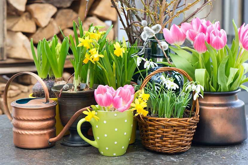 Cibuloviny v květináčích patří na jaře na každý stůl či okno