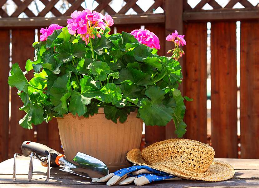 Nezapomeňte na přesazení muškátů do většího květináče nebo truhlíku s kvalitní zeminou