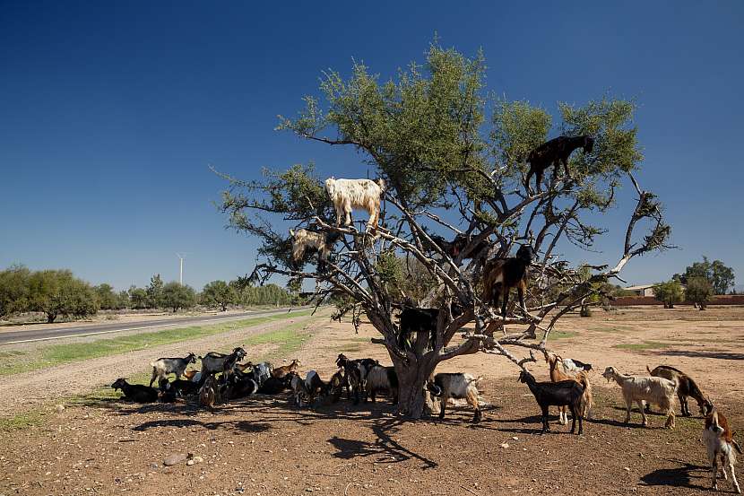 Kozy na stromě