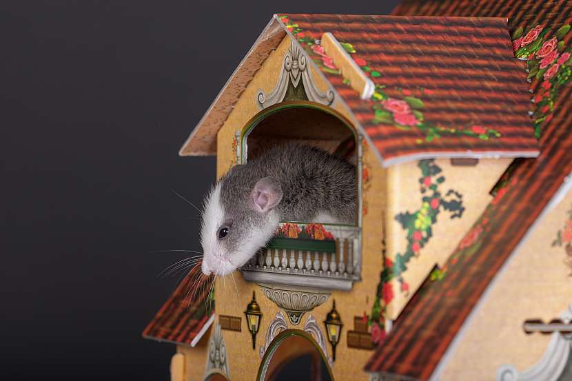 Vyrobte vaší myšce prima domeček z kartonu (Zdroj: Depositphotos (https://cz.depositphotos.com))