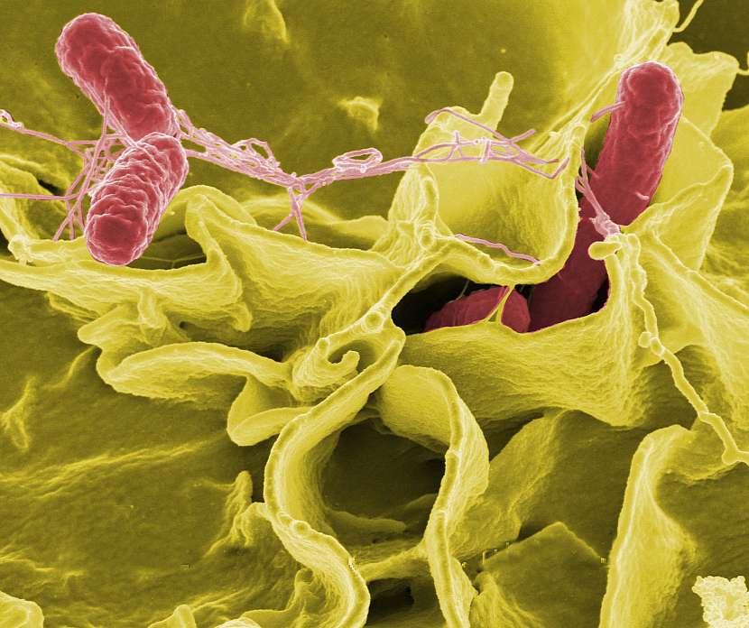 Bakterie rodu Salmonela se nachází ve střevním traktu zvířat a do vnějšího prostředí se dostávají výkaly