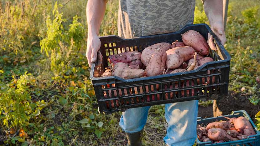 Sladké brambory můžete pěstovat i na balkoně (Zdroj: Depositphotos (https://cz.depositphotos.com)) 