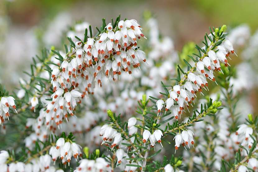 Vřesovec pleťový (Erica carnea)