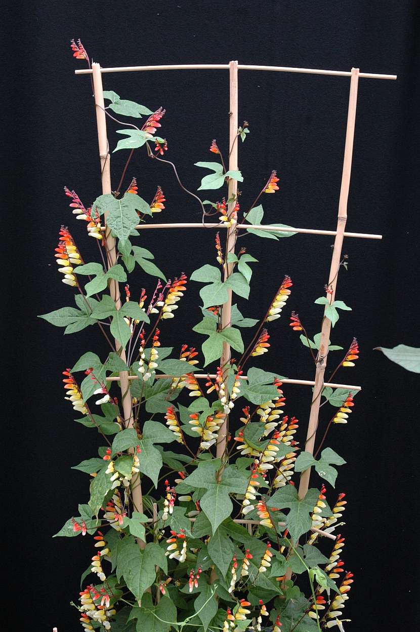 Mina lobata pnouci - drevena konstrukce Sahin