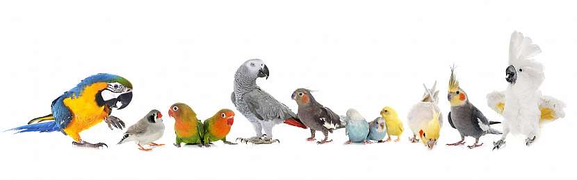 Papoušci jsou krásní a inteligentní, ale než si nějakého pořídíte, popřemýšlejte, jestli je pro vás vhodným mazlíčkem 
