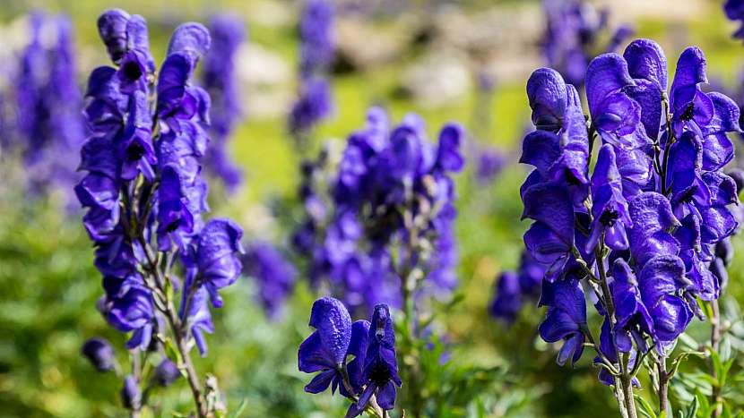 Jedovaté rostliny: oměj šalamounek (Aconitum napellus) patří mezi nejjedovatější rostliny Evropy