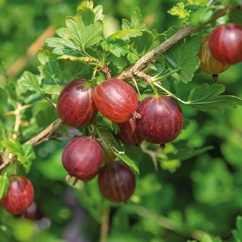 Angrešt FloraSelf můžete pěstovat na balkoně.