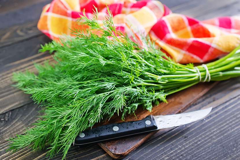 Kopr je aromatická bylina hojně využívaná především do omáček a salátů (Zdroj: Depositphotos)