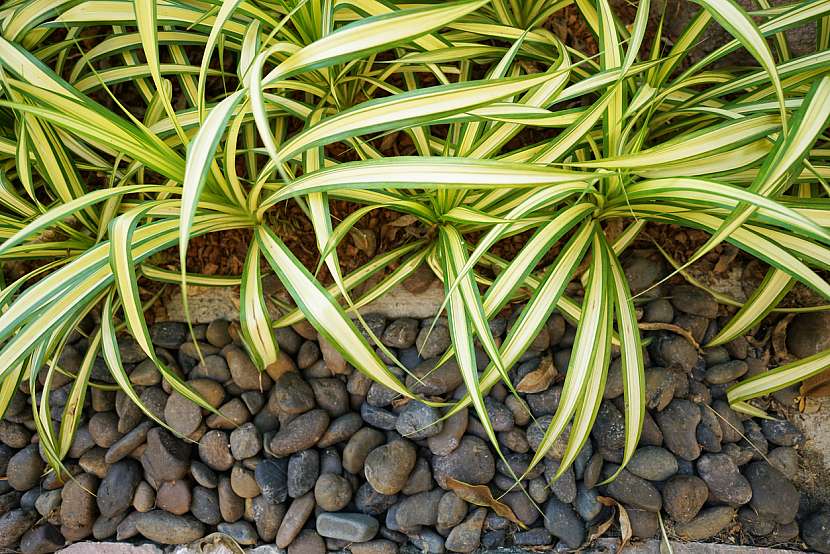 Kvetiny do koupelny: Zelenec (Chlorophytum)