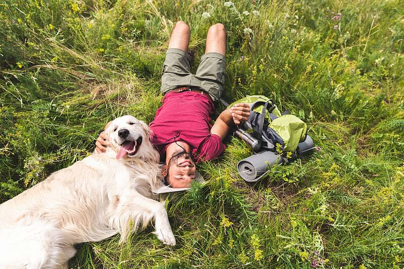 Užijte si léto se psem bez zbytečných starostí (Zdroj: Depositphotos (https://cz.depositphotos.com))