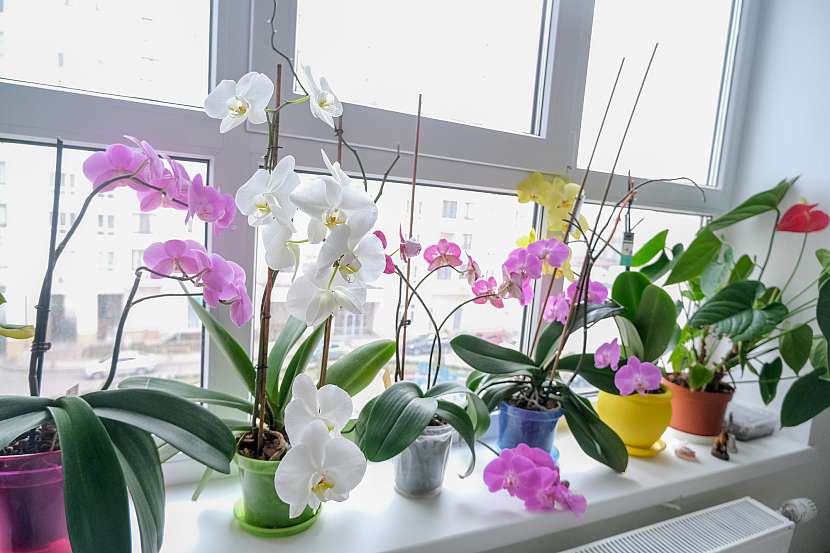 Orchideje mají rády okenní parapet, pozor ale na větrání při nízkých teplotách venku, to jim může vážně uškodit