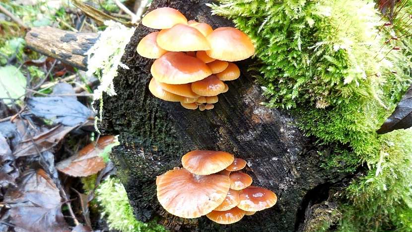 Mírná zima jedlým houbám svědčí: penízovka sametonohá (Flammulina velutipes)