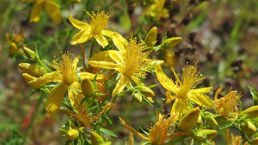 Třezalka tečkovaná (Hypericum perforatum) účinkuje skvěle při mírnění tenzních bolestí hlavy