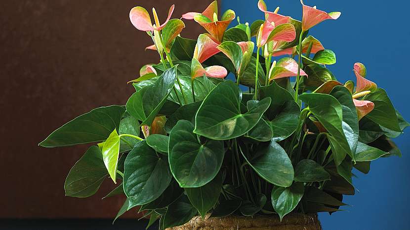 6 nečekaných důvodů, proč mít doma kytky: anturie (Anthurium)