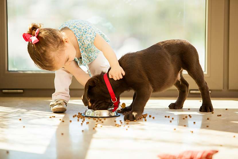 Dávejte dobrý pozor na to, jak krmíte svého psa (Zdroj: Depositphotos (https://cz.depositphotos.com))