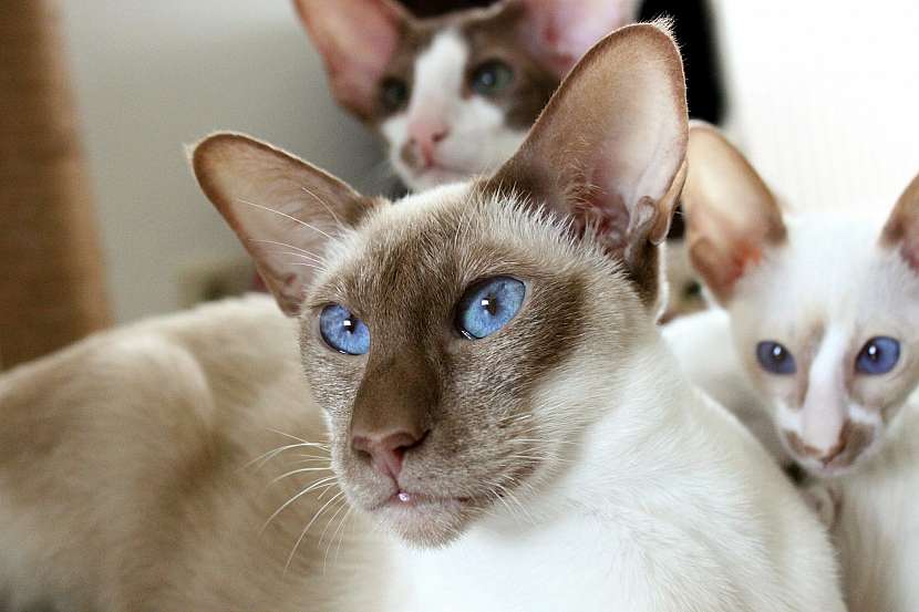 Siamská kočka s koťaty