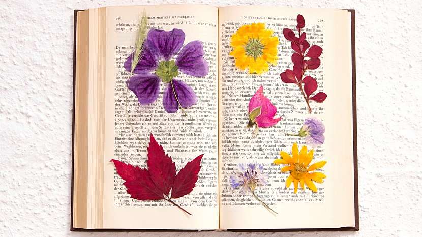 Nápady na dekorace z přírodnin: lisovat rostliny a jejich části lze ve speciálním lisu, ale také jednoduše v knížce