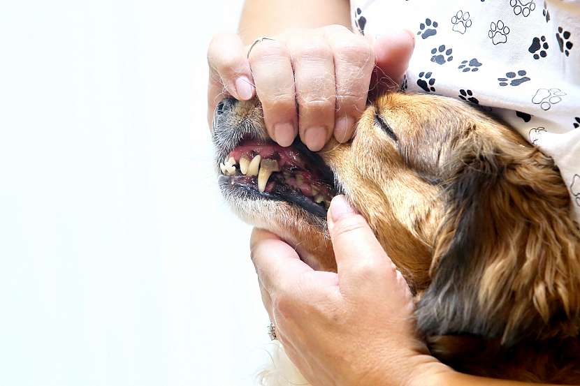 Zubní kámen u psa může zapříčinit další zdravotní problémy