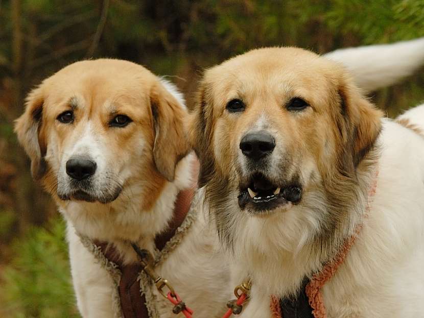 Mezi českými národními plemeny psů je tzv. „horal“ nezaslouženě tím méně známým (Zdroj: Klub Českého horského psa)