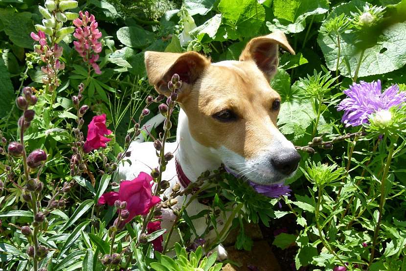 Jdou pes a zahrada dohromady?