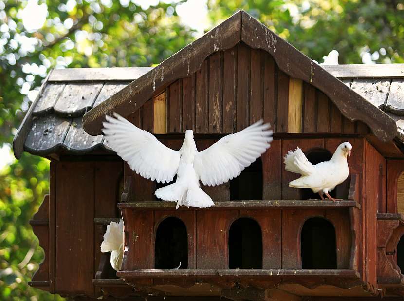 Chov holubů není složitý a může se stát vaším koníčkem (Zdroj: Depositphotos (https://cz.depositphotos.com))
