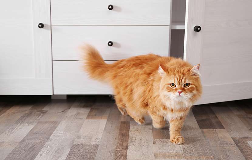 Odnaučte vaši kočičku škrábat doma nábytek (Zdroj: Depositphotos)