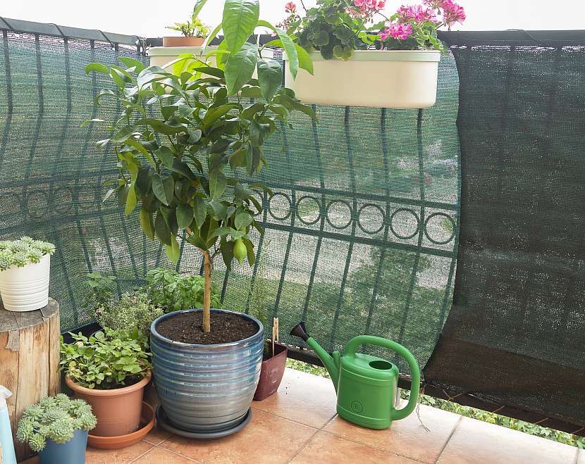 Citrusy a další pokojovky milují letnění na balkoně nebo terase (Zdroj: Depositphotos)
