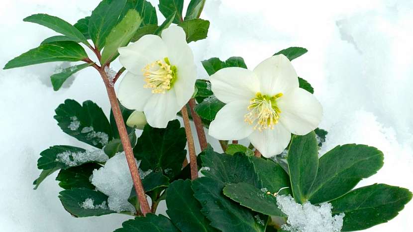 Čemeřice černá (Helleborus niger)