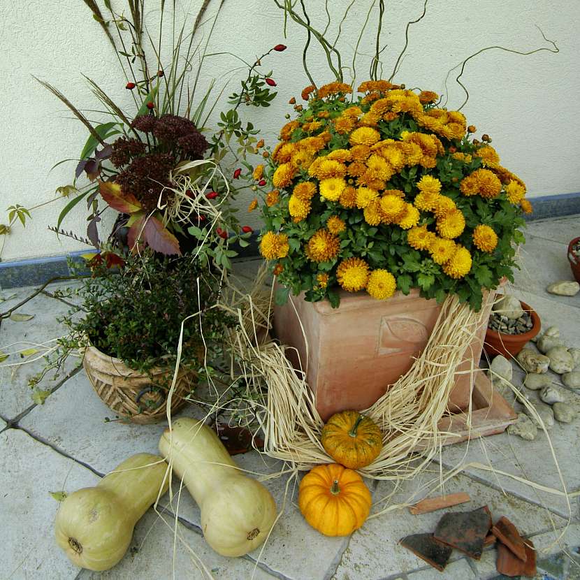 Podzimní zátiší s chryzantémou
