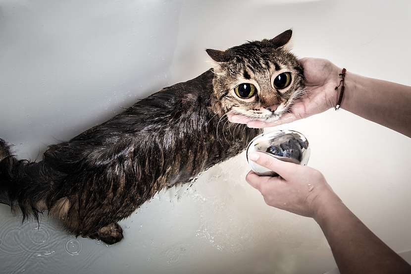 Smutná kočka s velkýma očima ve vaně