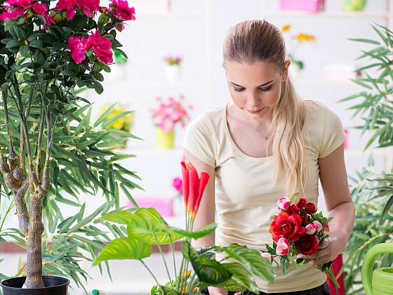 otevřít: Svilušky jsou pro naše pokojové květiny pohroma, zlikvidujte je postřikem
