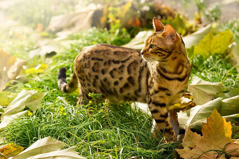 Bengálská kočka je malá a vzácná napodobenina divoké šelmy (Zdroj: Depositphotos)