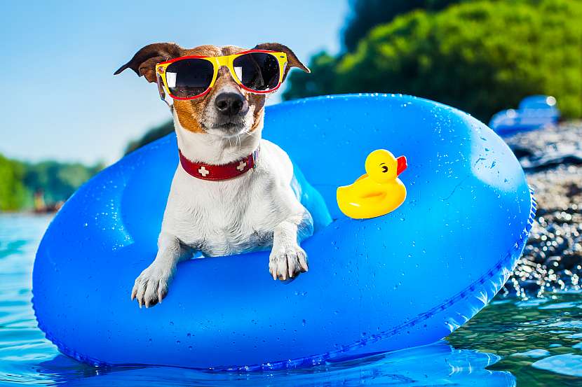 Pozor na letní vedra u psů. Mohou přinést i nehezké žaludeční potíže (Zdroj: Depositphotos)