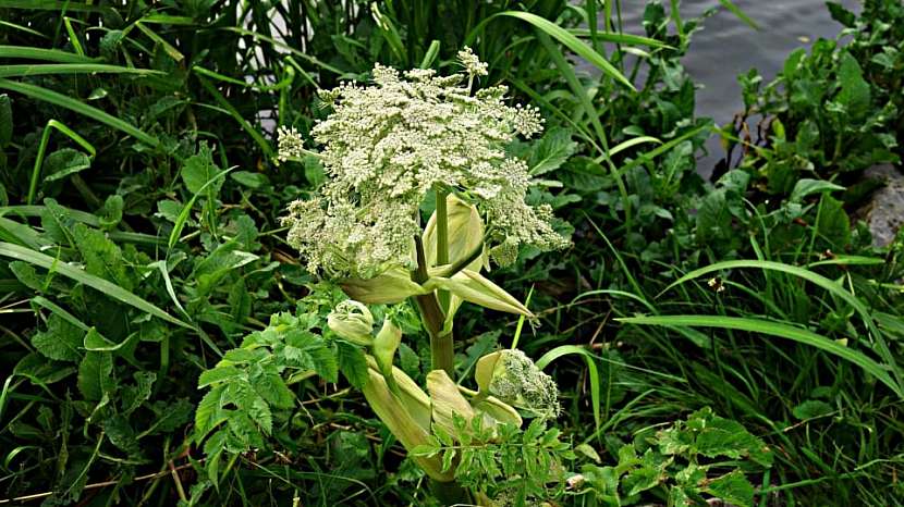 Předpověď počasí a zahrada: mezi problematické rostliny patří bolševník velkolepý (Heracleum mantegazzianum)